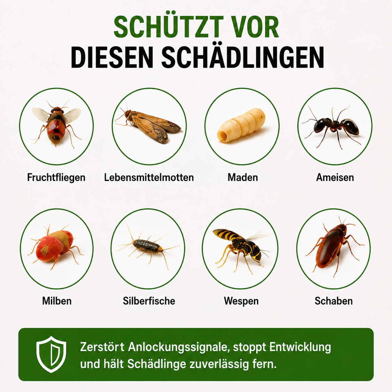 Ozoori™ – Die molekulare Endstation für Fruchtfliegen, Larven und Küchenschädlinge – spare bis zu 500 € im Jahr