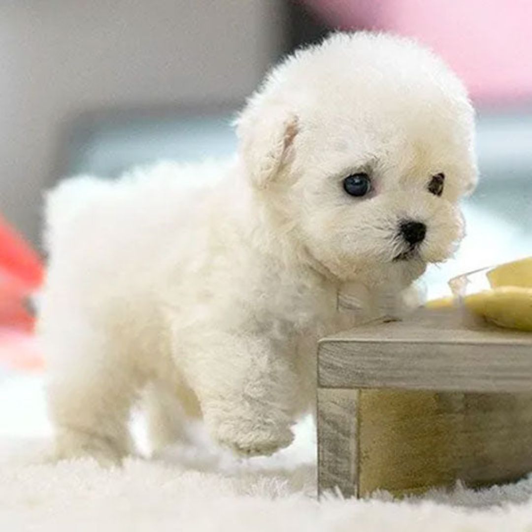 Real Puppy - Realistic Robot Puppy